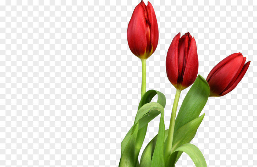 Mothers Day Backgrounds Church Tulips Tulip Clip Art Desktop Wallpaper Transparency PNG