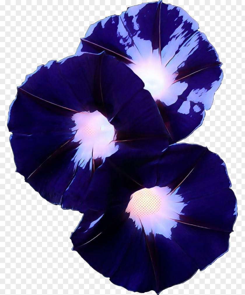 Pansy Morning Glory PNG