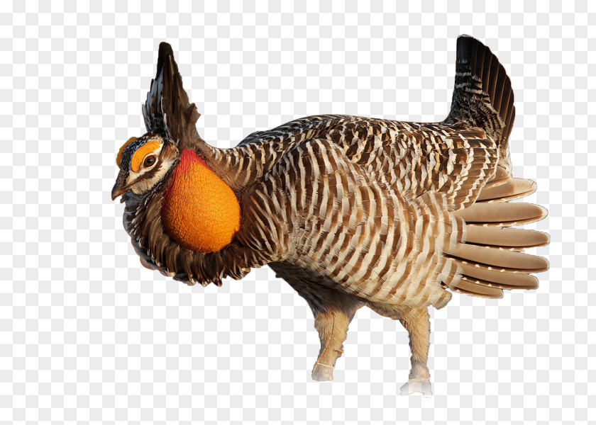 Chicken Polish Bird Grouse Greater Prairie PNG