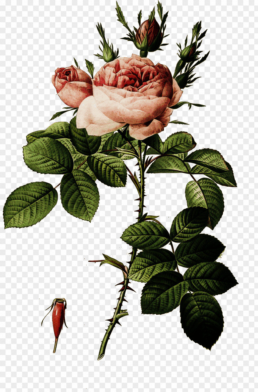 Cut Flowers Rose Family Garden Roses PNG