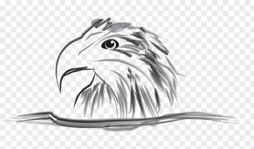 Eagle Drawing U6c34u58a8u753bu9e70 Light And Darkness PNG