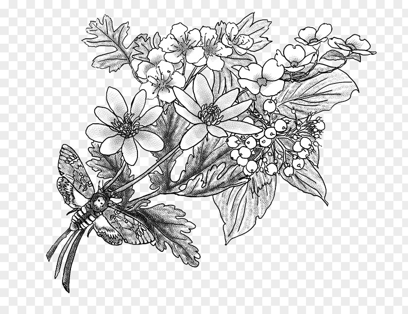 Hawthorn Flower Tree Drawing Sketch PNG