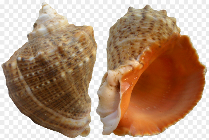 Rapana Shell Clip Art Seashell PNG