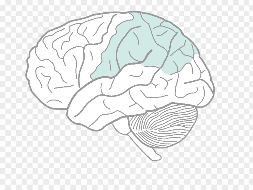 Brain Human Diagram Drawing Body PNG