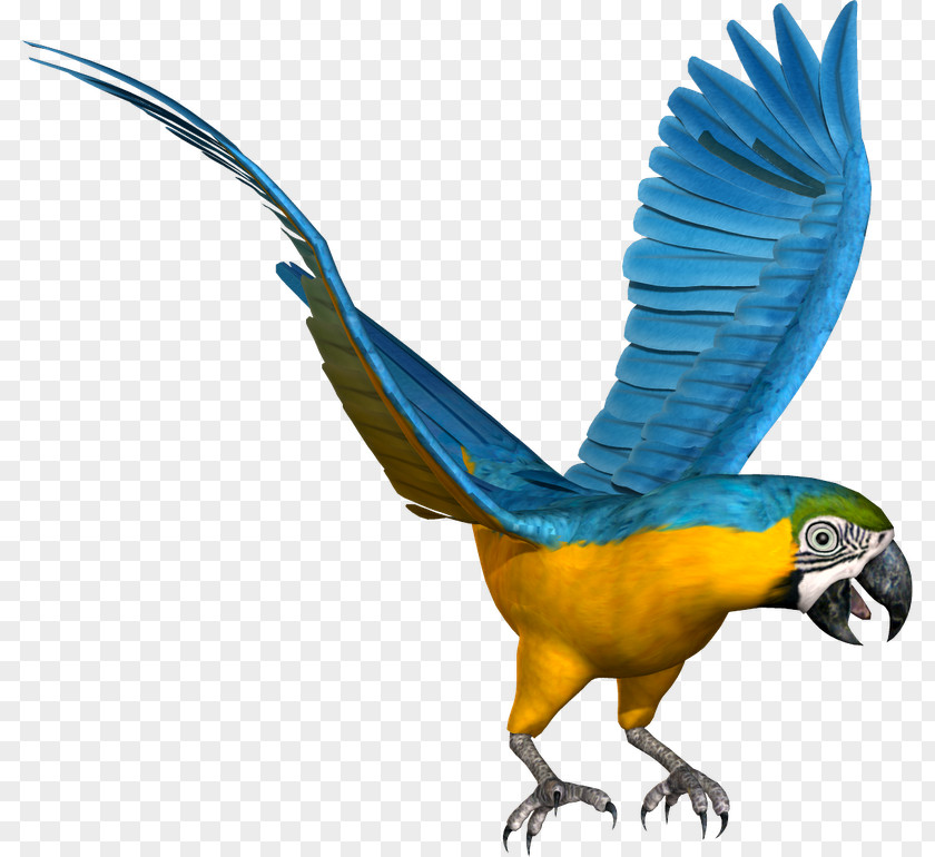 Bird Budgerigar Macaw Lovebird Parrot PNG