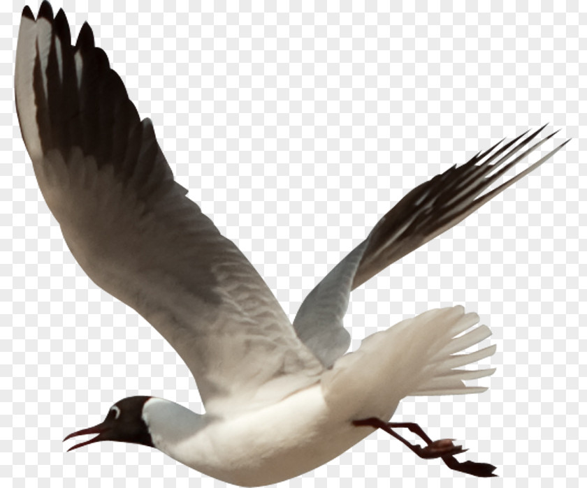 Bird Flight Clip Art PNG