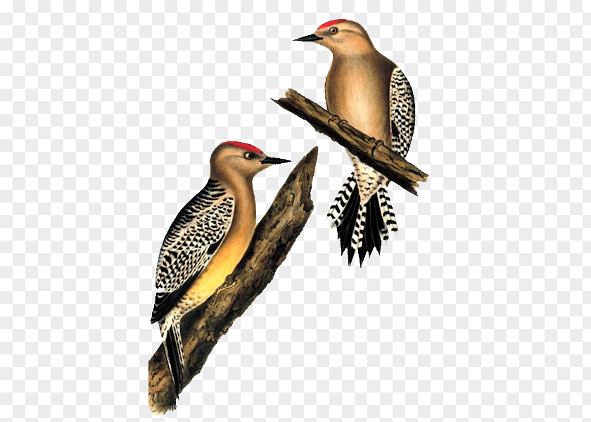 Bird Woodpeckers Of The World Gila Woodpecker White Stock Photography PNG