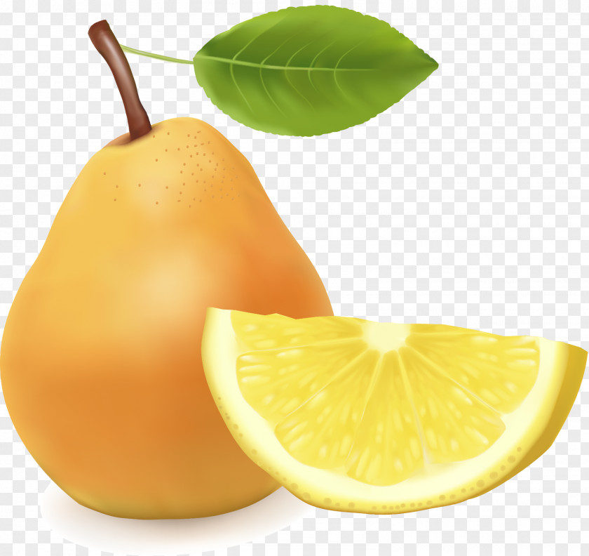 Material Of Huang Pear Grapefruit Asian Lemon Tangelo PNG