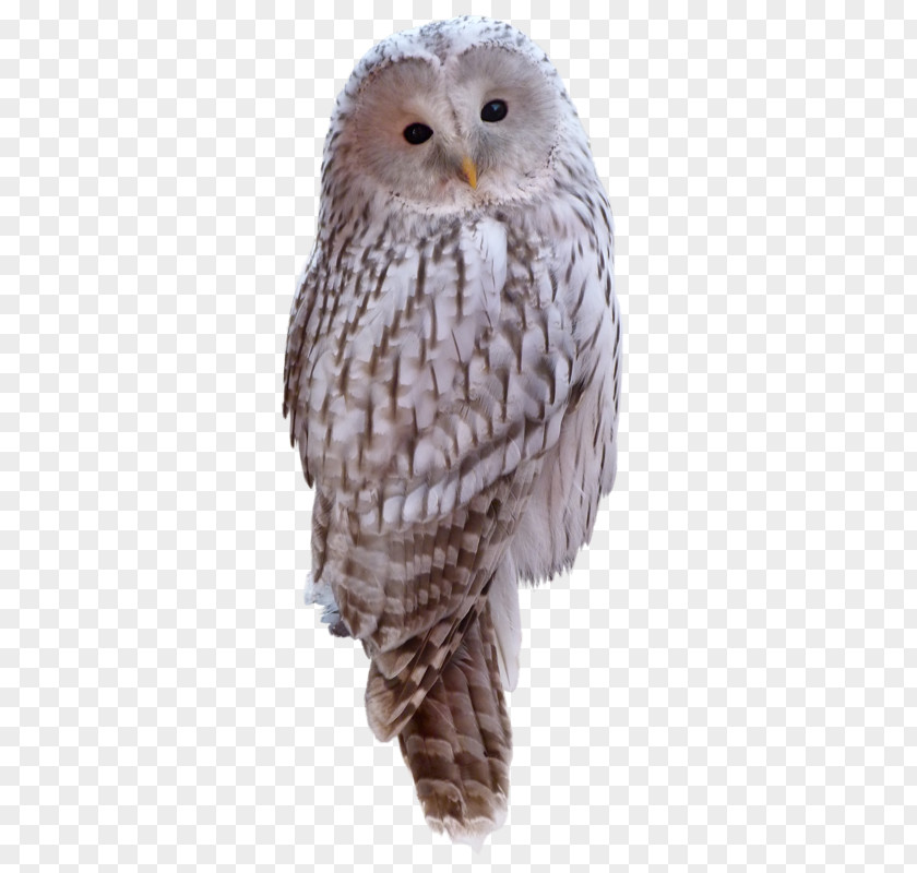 Owl Great Grey Clip Art PNG