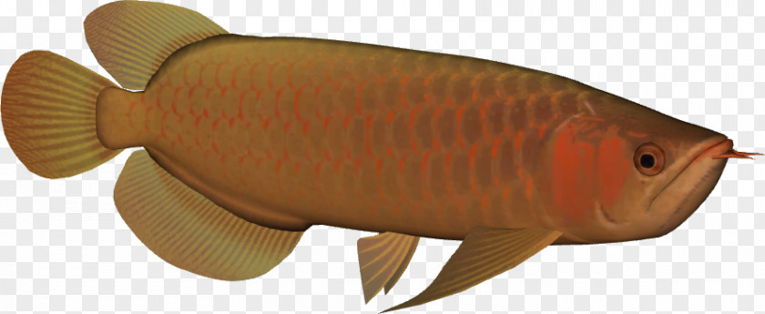 Reticulated Python Asian Arowana Freshwater Fish Animal PNG