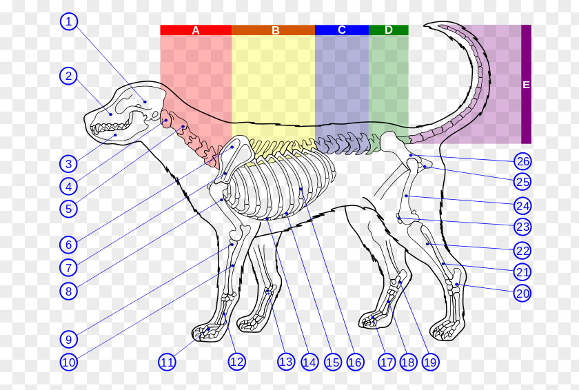 Retriever Vector Dog Anatomy Human Skeleton Bone PNG