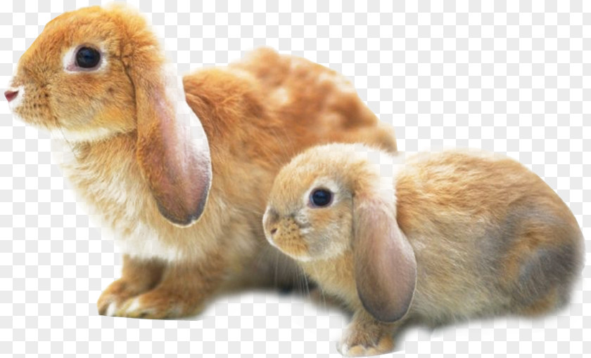 Two Yellow Bunny Holland Lop Angora Rabbit Harlequin Rex Cruelty-free PNG