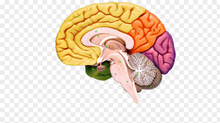 Brain Human Nervous System Anatomy PNG