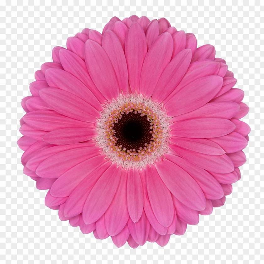 Gerbera Transvaal Daisy Flower Common Pink Assortment Strategies PNG