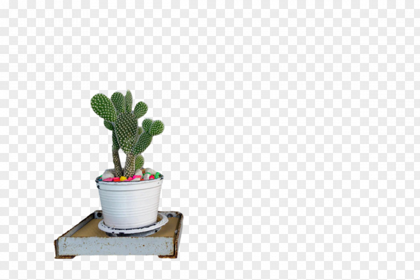 Houseplant Citroën Cactus M Flower Plants Seed PNG