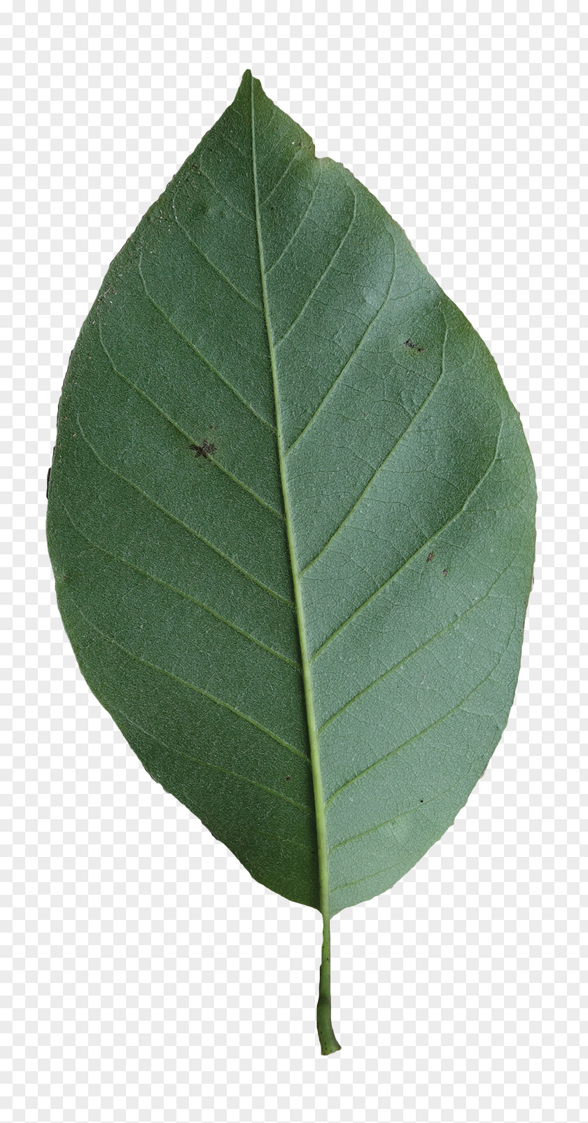 Magnolia Tree Leaves Turning Yellow Leaf PNG