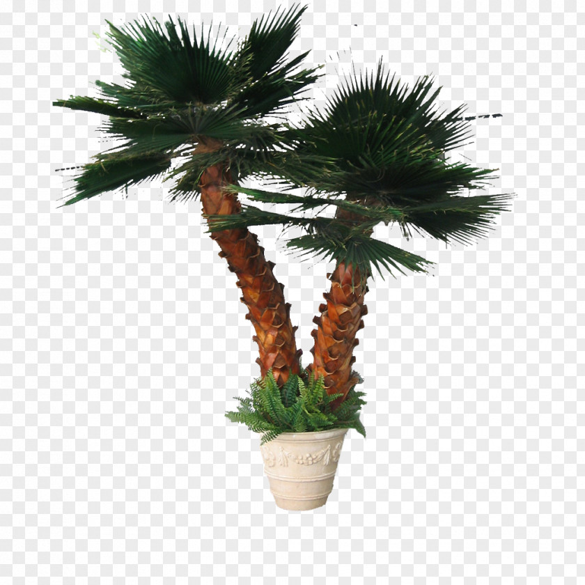 Palm Tree Arecaceae Leaf Date PNG