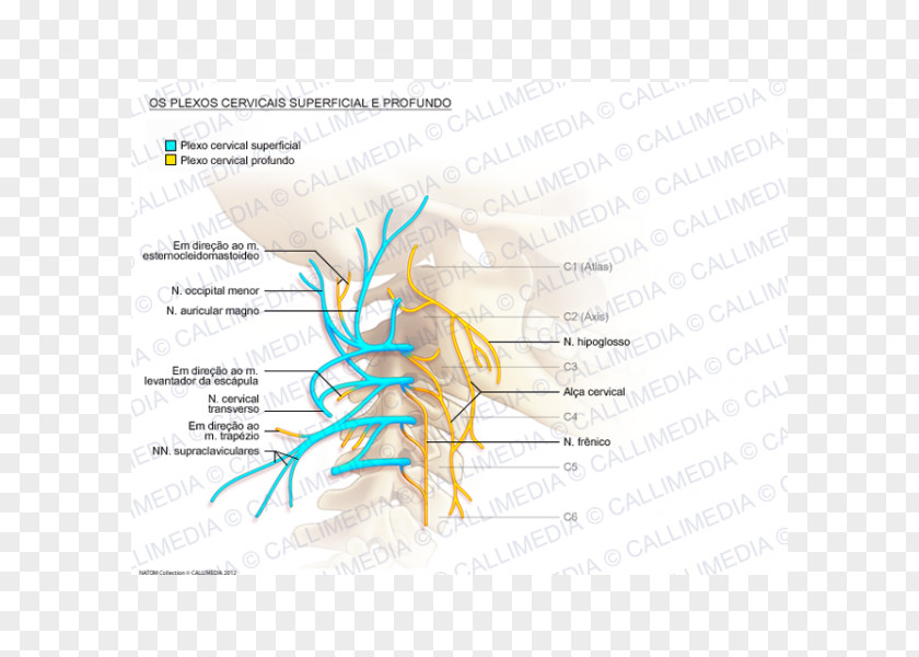 Plexus Cervical Vertebrae Ansa Cervicalis Great Auricular Nerve PNG