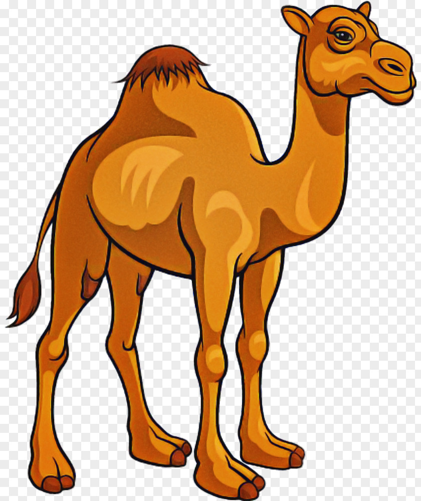 Camel Camelid Arabian Animal Figure Wildlife PNG