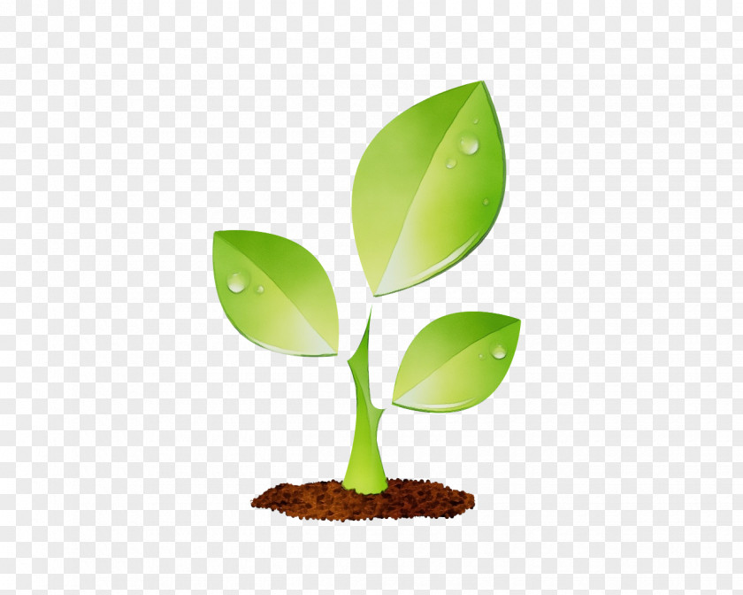 Houseplant Tree Flower PNG