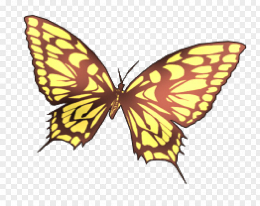 Butterfly Monarch Image Moth PNG