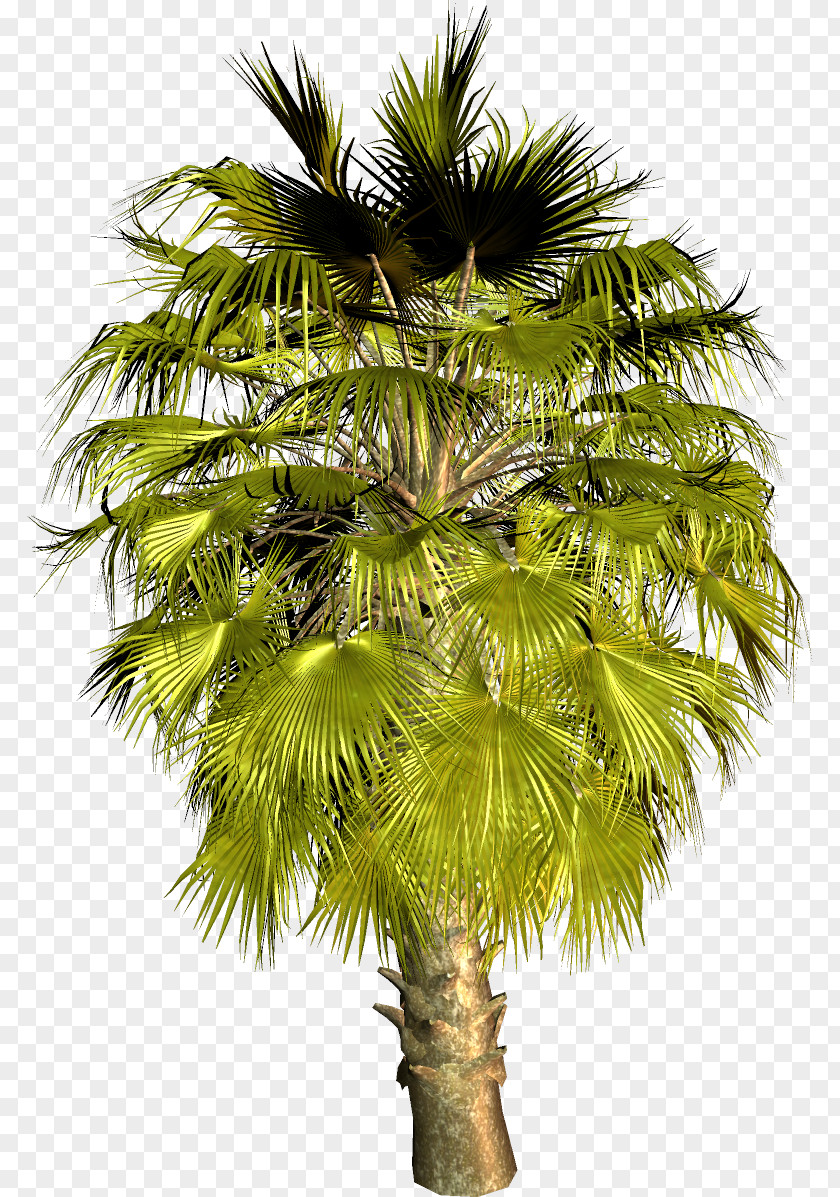 Coconut Asian Palmyra Palm Trees Babassu Areca PNG