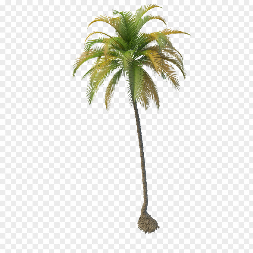 Coconut Tree File PNG