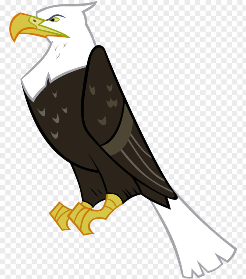 Falconiformes Accipitridae Bird Bald Eagle Kite Of Prey PNG