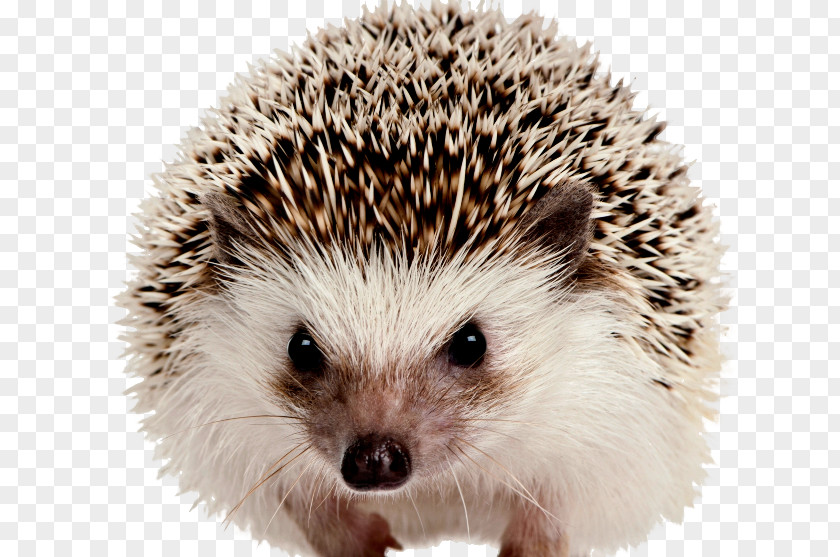 Hedgehog Domesticated The European PNG
