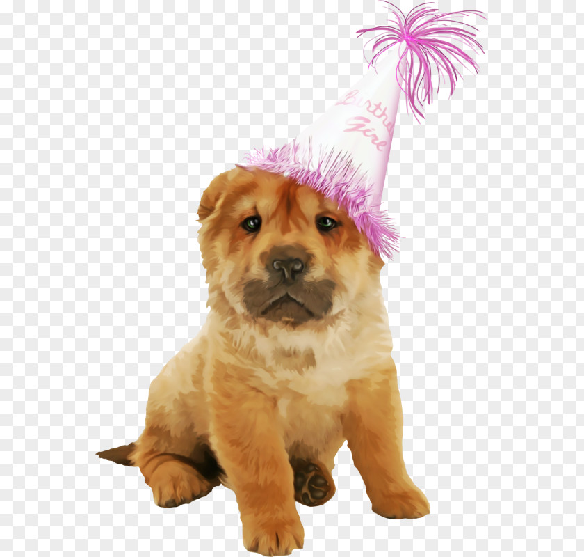 Puppy Dog Breed Chow Clip Art PNG