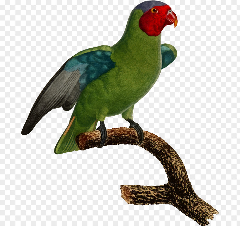 Bird Lovebird Macaw Parrot PNG