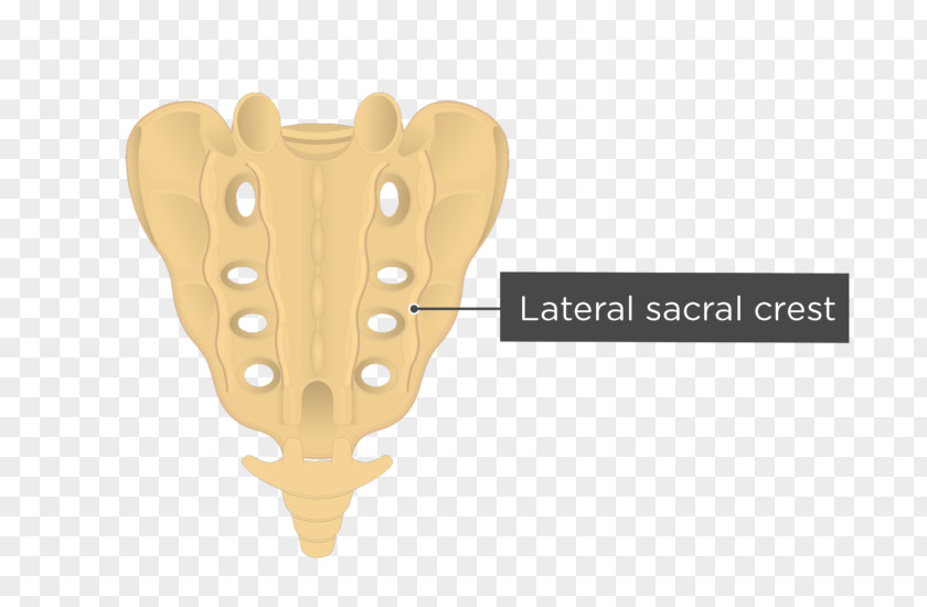 Erector Spinae Sacrum Median Sacral Crest Artery Lateral Vertebral Column PNG
