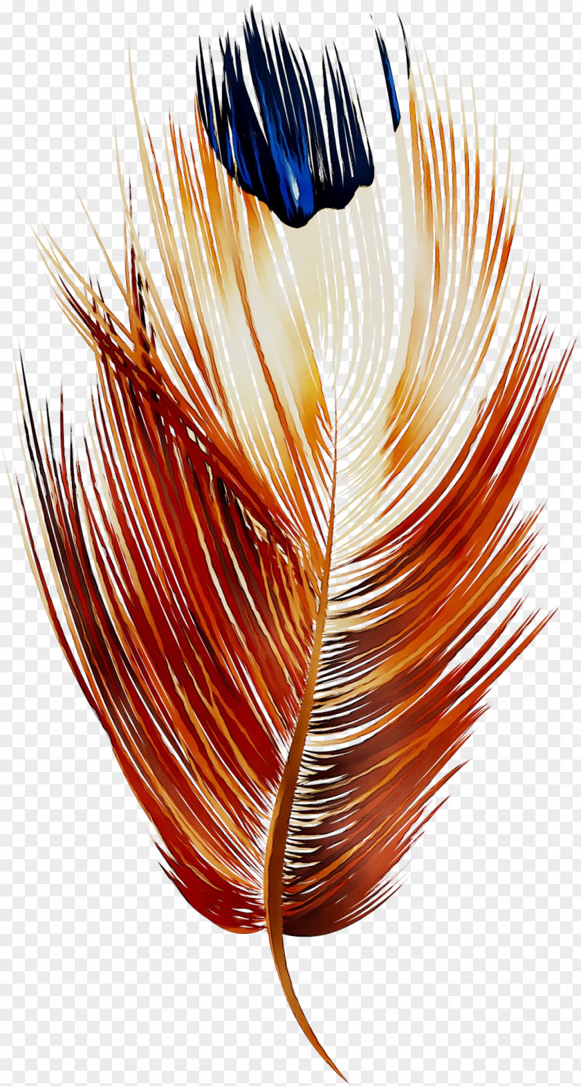 Feather Orange S.A. PNG