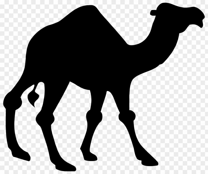 Line Art Blackandwhite Camel PNG