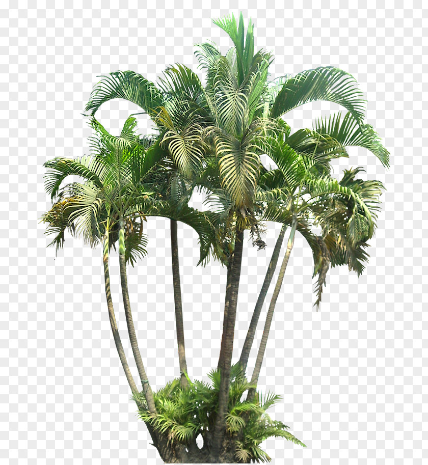 Palm Arecaceae Tropics Plant Branch PNG