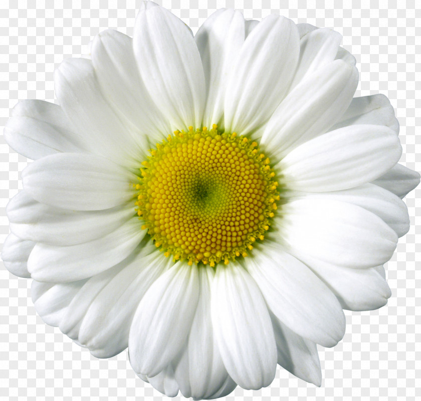 White Flower Desktop Wallpaper Clip Art PNG