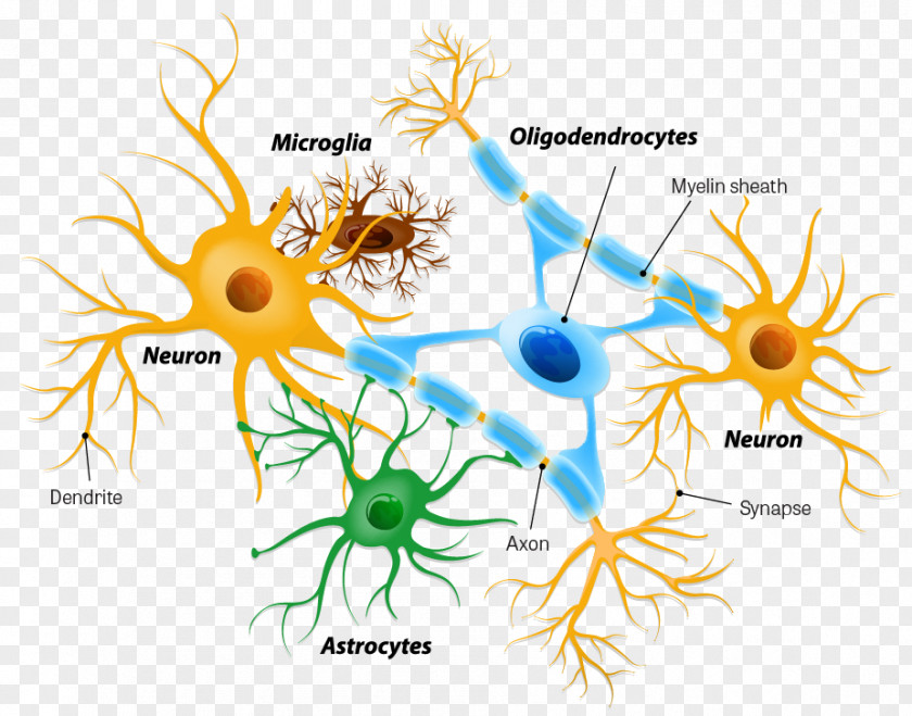 Brain Astrocyte Microglia Neuron Oligodendrocyte PNG