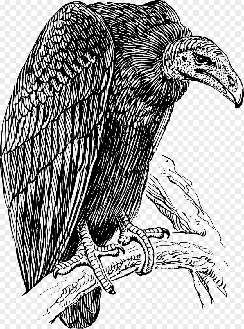 Eagle Black Vulture Line Art Clip PNG