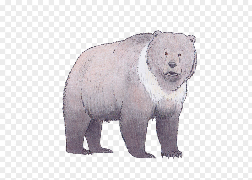 Polar Bear Brown The Clan Of Cave Ursus Deningeri PNG