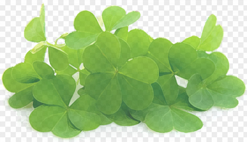 Saint Patrick's Day Red Clover Stock Photography Royalty-free Four-leaf PNG