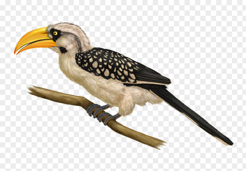 Bird Eastern Yellow-billed Hornbill Northern Red-billed Southern PNG