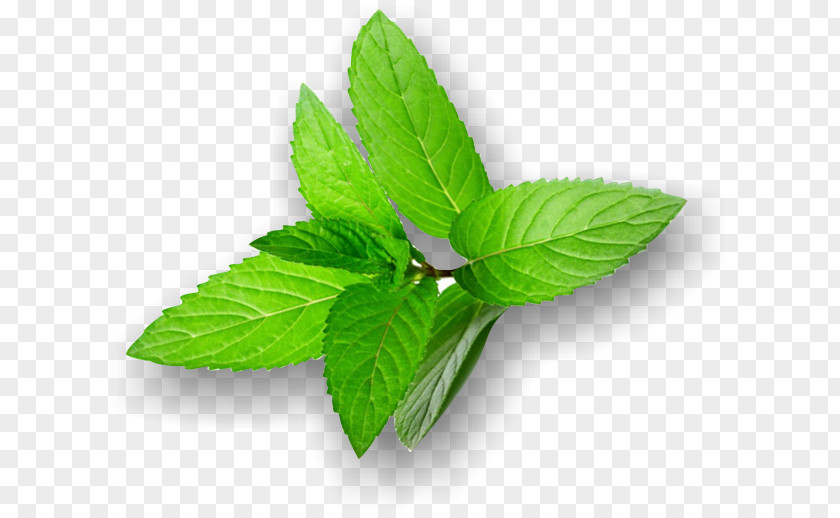 Brinjal Insignia LorAnn Oils 1 Lebensmittelaroma Pfefferminze Peppermint Herbalism Leaf Milliliter PNG