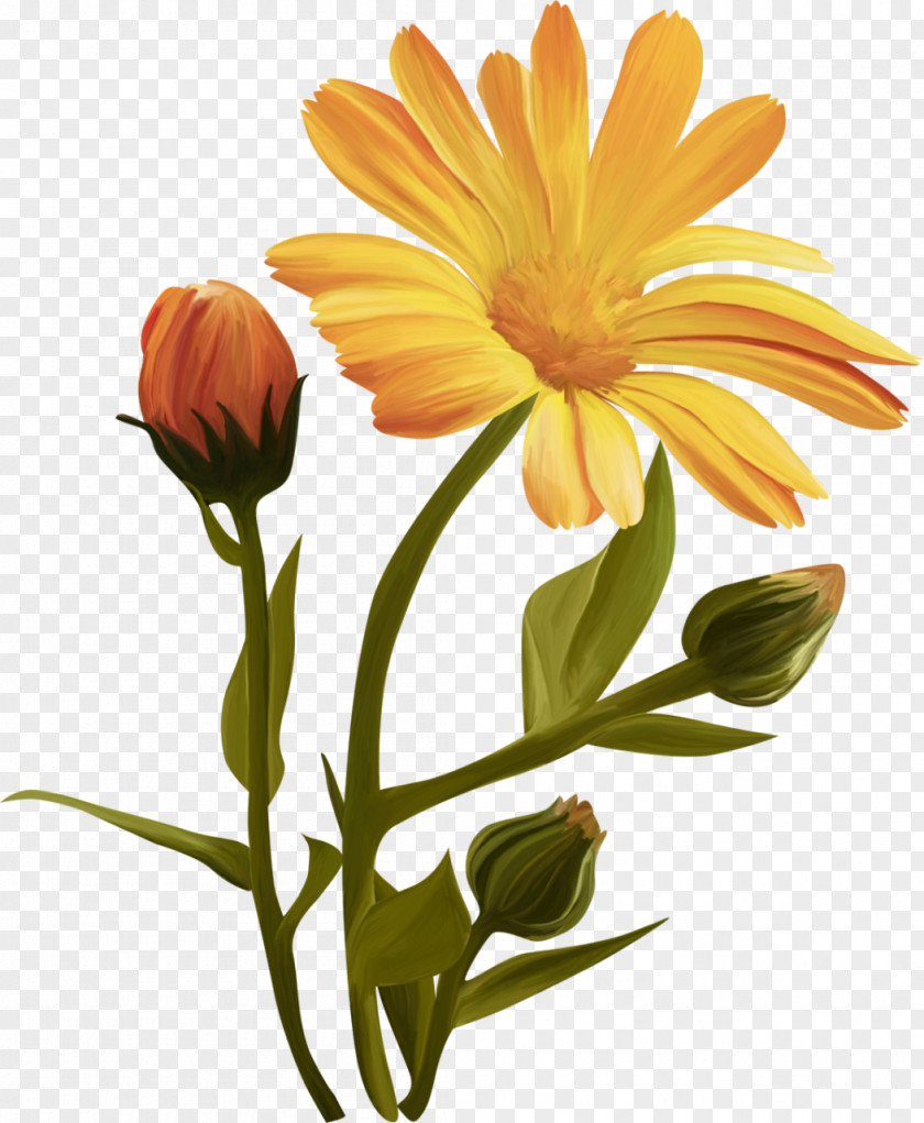 Chrysanthemum Flower Desktop Wallpaper Clip Art PNG