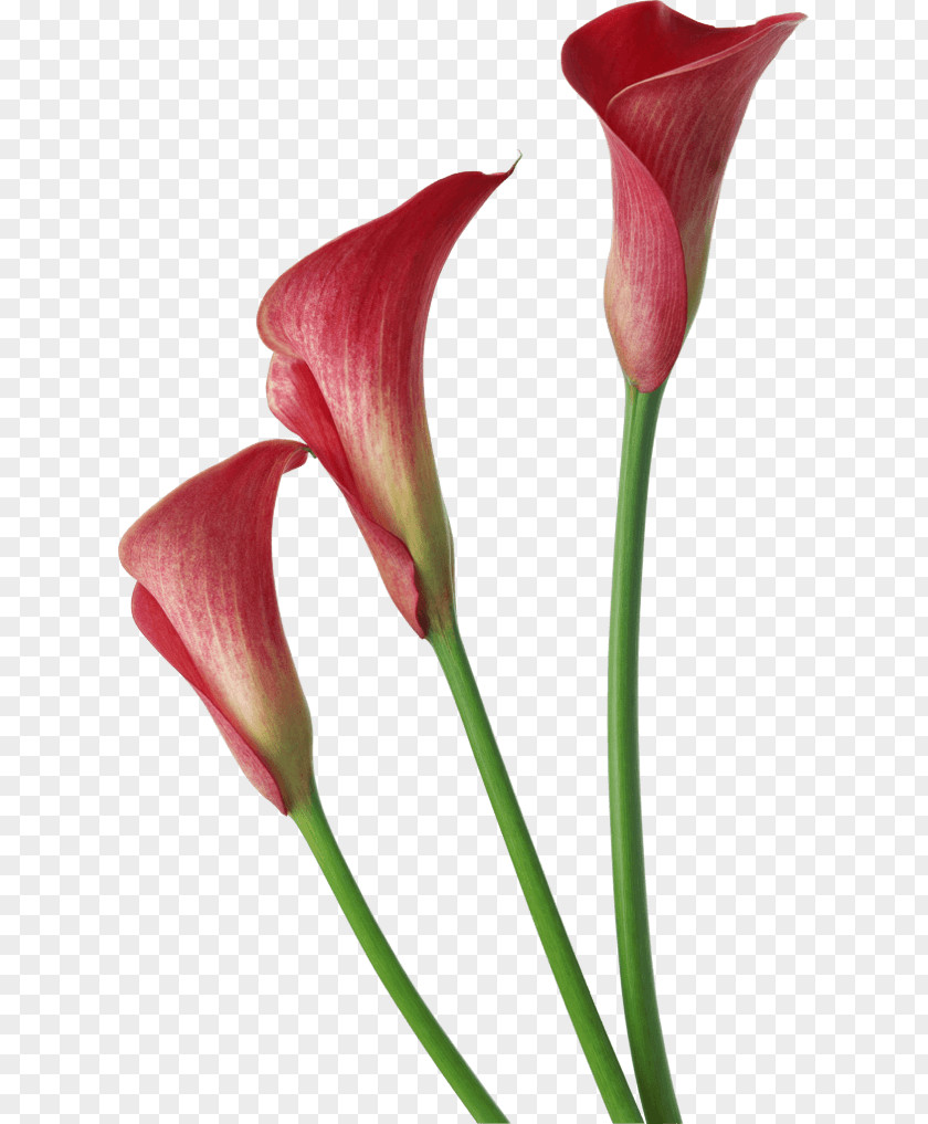 Flower Arum-lily Bog Arum Lilium Clip Art PNG