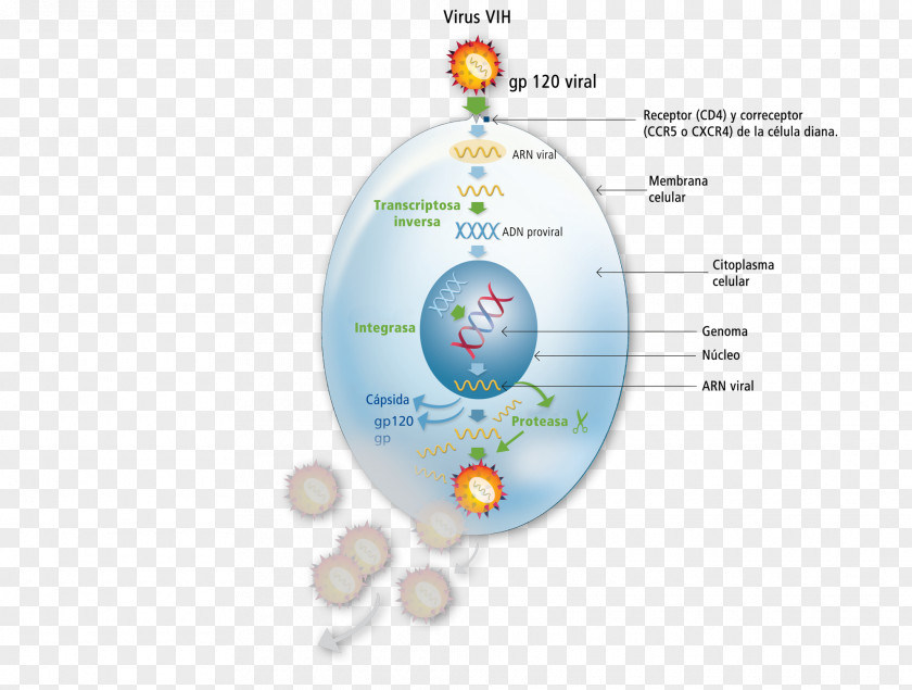 Horse Cell Management Of HIV/AIDS Immune System Lymphocyte PNG