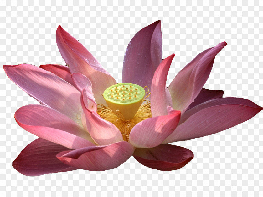 Lotus Vesak Wish Happiness Buddha's Birthday Buddhism PNG