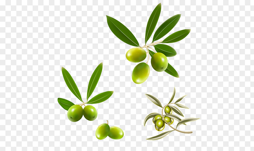 Olive Fruits Mediterranean Cuisine Leaf Oil PNG