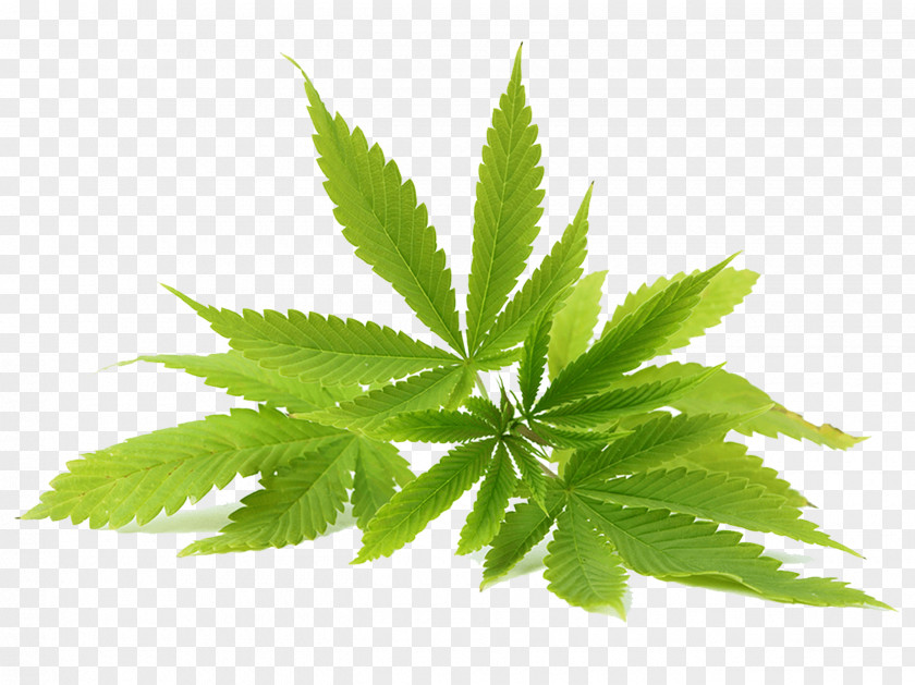 Plane Herbaceous Plant Cannabis Sativa Hemp Oil Cannabidiol PNG