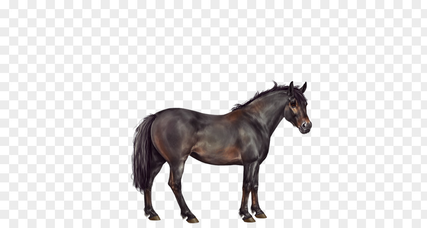 Seal Brown Horse Rein Stallion Equestrian Royalty-free PNG