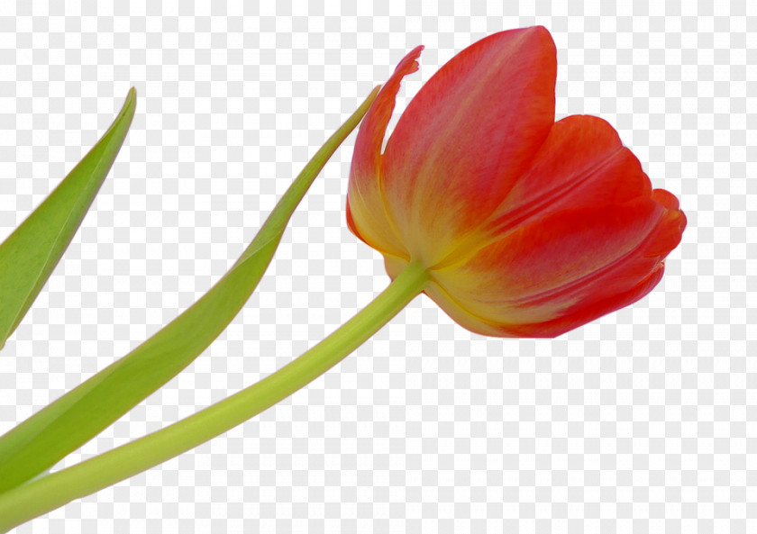 Tulip Background Top Flower Petal Image PNG